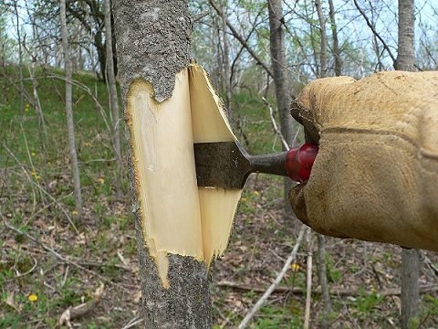 sobiranie-kori-osini