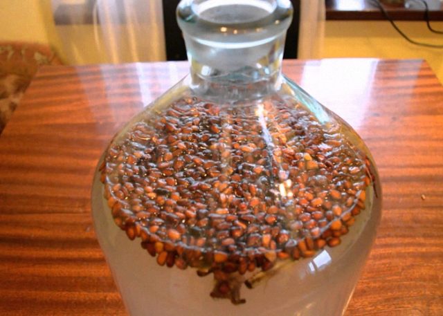 Кедровка: рецепты настойки на кедровых орехах на водке, на спирту, польза