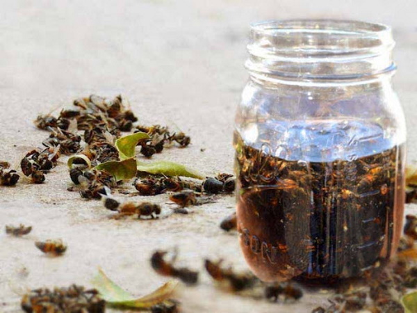 Подмор пчелиный настойка на спирту, водке. Рецепт применения