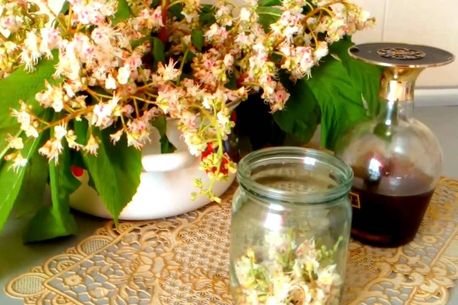 настойка плодов каштана применение