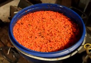 Брага из красной рябины