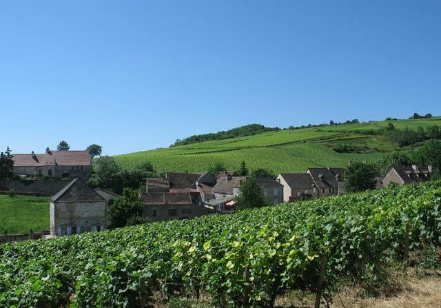 Бургундские вина: особенности, история, классификация, марки