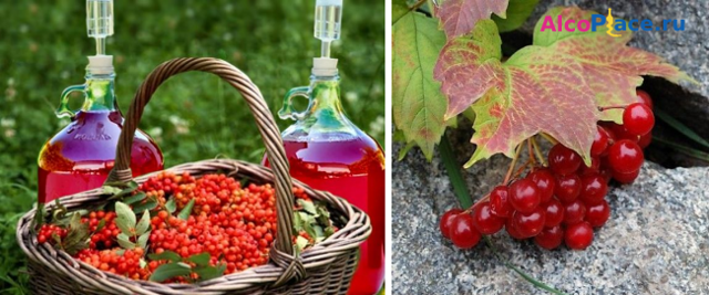 Домашнее вино из калины – рецепт и технология приготовления