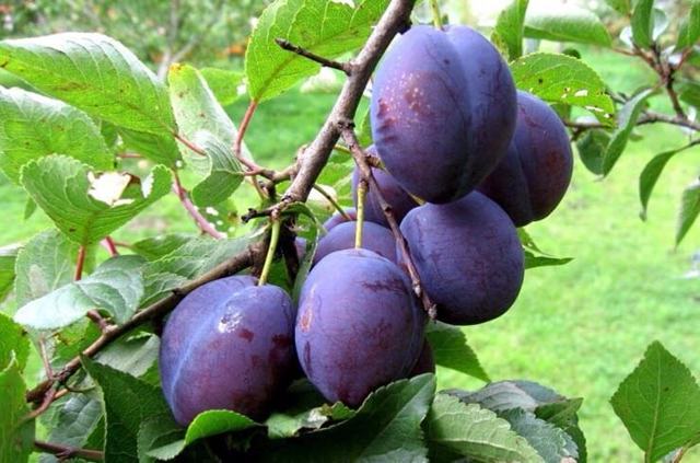 Домашнее вино из сливы с косточками – правильный рецепт