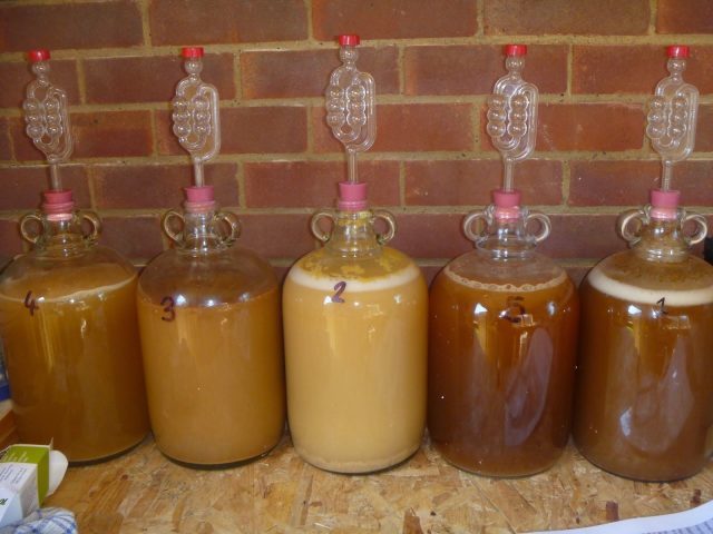 Как узнать крепость сусла (фруктовой браги)