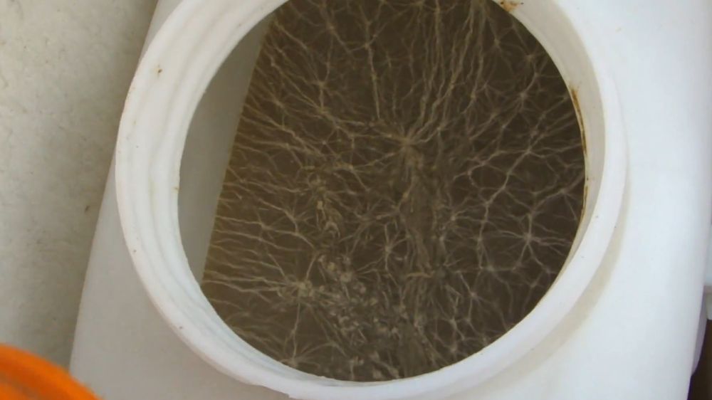 Плесень на браге