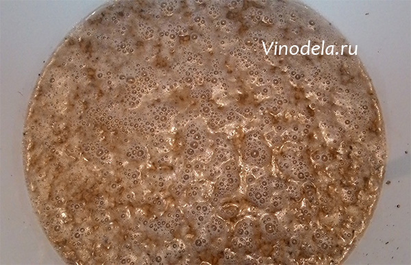 Стоит ли вливать «хвосты» в новую порцию зерновой браги