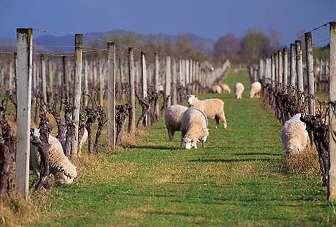 Вина «Нового Света»: список стран и особенности виноделия