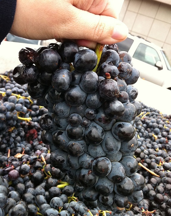 Вино Барбера: особенности, история, виды и культура пития