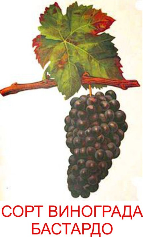 Вино Бастардо: описание, особенности, культура пития и марки