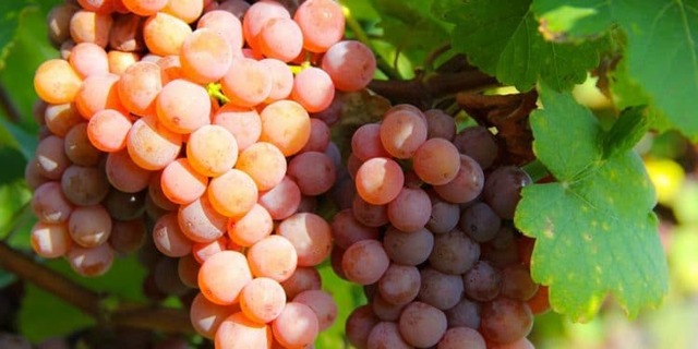 Вино Гевюрцтраминер – особенности и культура употребления