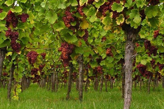 Вино Гевюрцтраминер – особенности и культура употребления