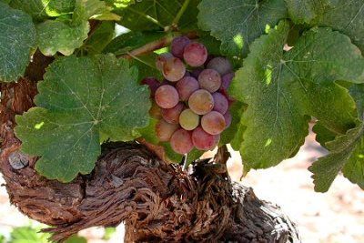 Вино Гевюрцтраминер – особенности и культура употребления