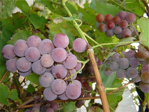 Вино из винограда Лидия – простой рецепт в домашних условиях