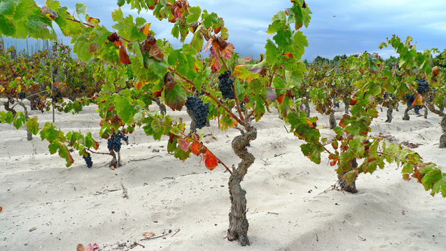 Вино Верментино: особенности, регионы, известные марки